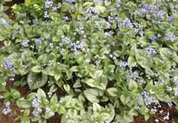 Brunera wielkolistna Sea Heart PBR Brunnera macrophylla C2