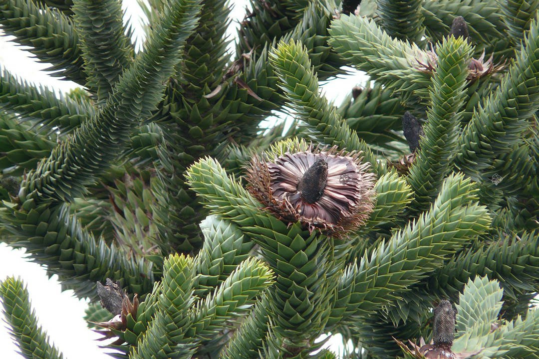 Araukaria chilijska C2