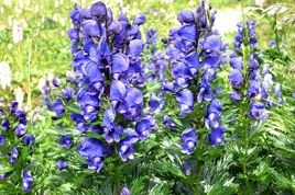 Tojad Fischera Aconitum C2