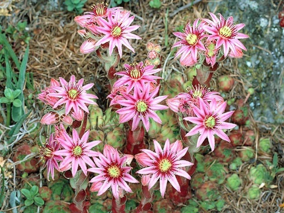 Rojnik górski Sempervivum montanum P9