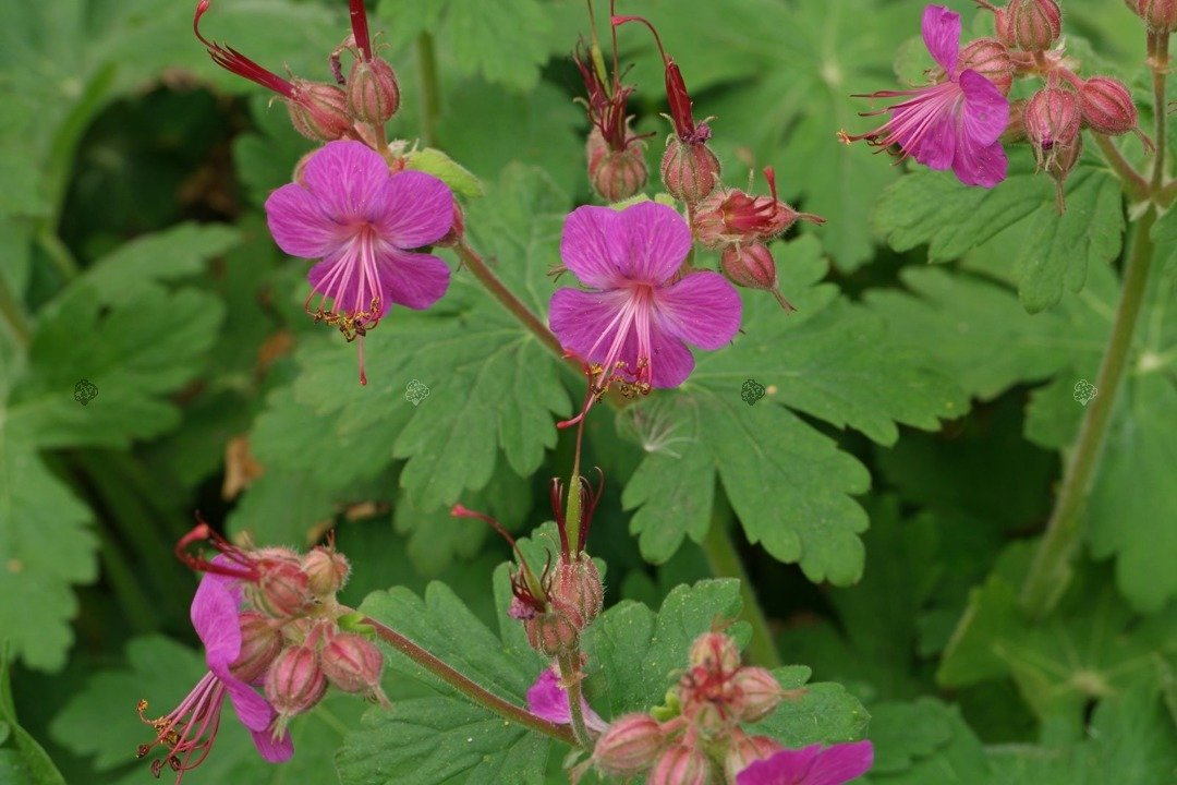 Bodziszek korzeniasty Geranium macrorrhizum P9