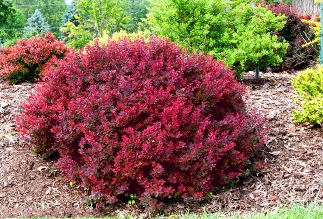 Berberys Thunberga Bagatelle Berberis thunbergii C2