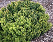 Berberis Thunberga Green Cloud Berberis thunbergii C2