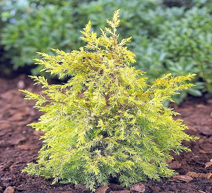 Jałowiec pospolity Gold Cone Juniperus communis C3