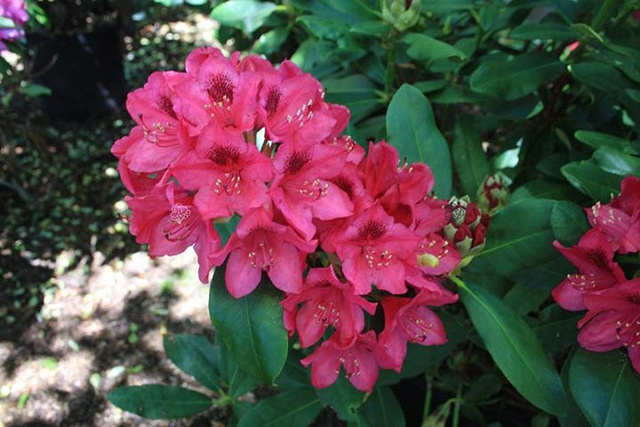 Różanecznik katawbijski Nova Zembla Rhododendron catawbiense C2