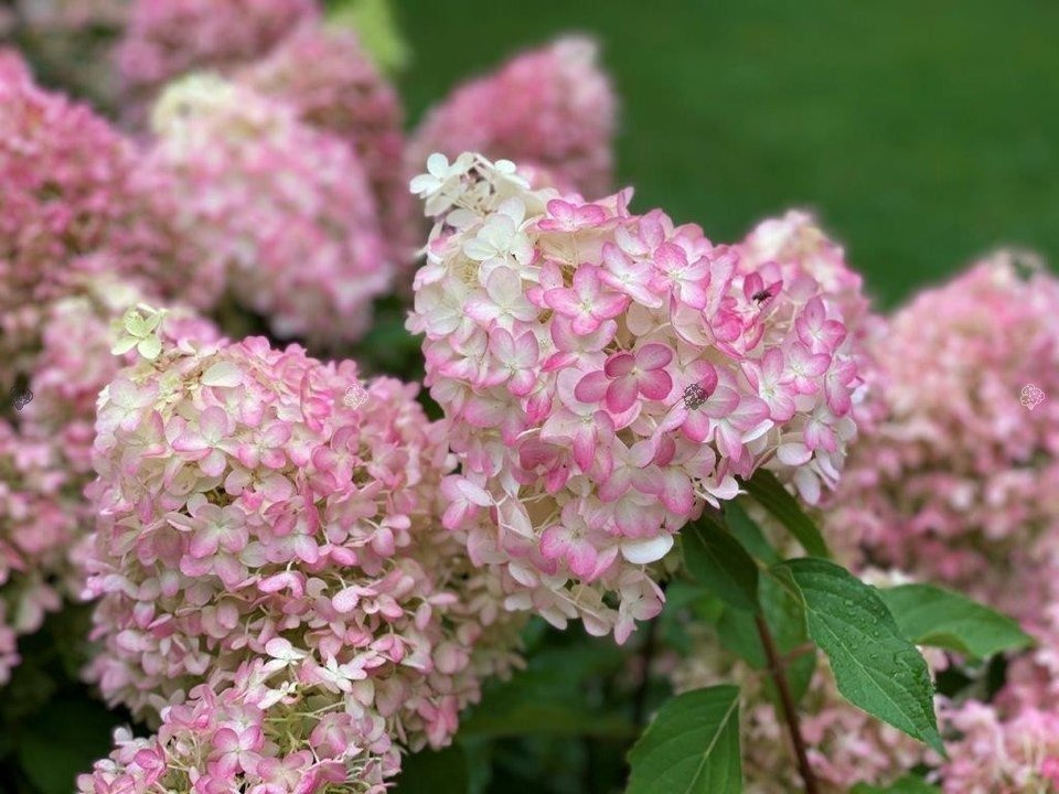 Hortensja bukietowa Pinkachu PBR Hydrangea paniculata C3