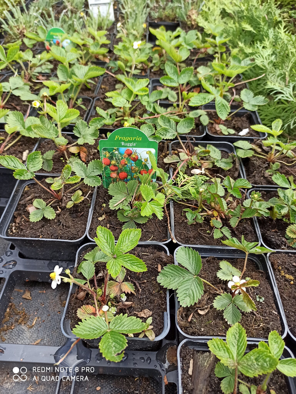 Poziomka pospolita Rugia Fragaria vesca P9
