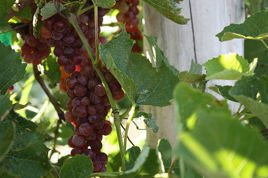 Winorośl Canadice Vitis C2
