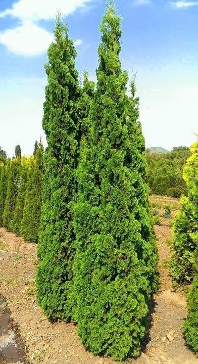 Tuja Spiralis Thuja occidentalis C3