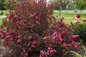 Krzewuszka cudowna Nana Purpurea Weigela florida C2