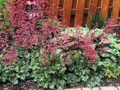 Żurawka Rex Peppermint PBR Heuchera C2
