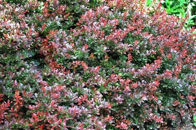 Berberys Thunberga Atropurpurea Nana Berberis thunbergii C2