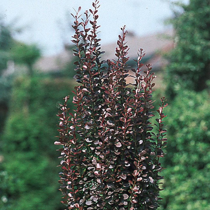 Berberys Thunberga Helmond Pillar Berberis thunbergii C2