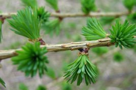 Modrzew europejski Larix decidua C2