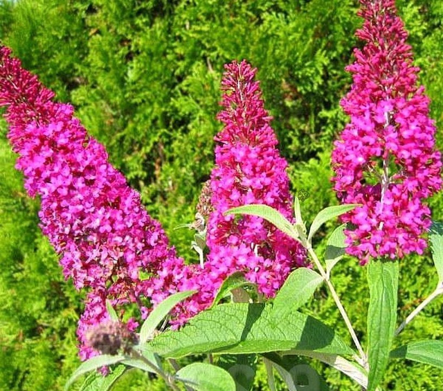 Budleja Davida Summer Beauty Buddleja davidii C3
