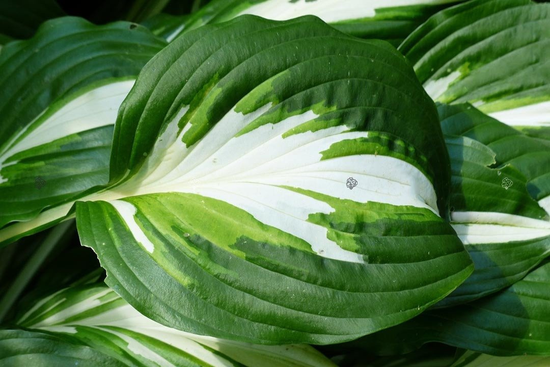Funkia American Sweetheart Hosta