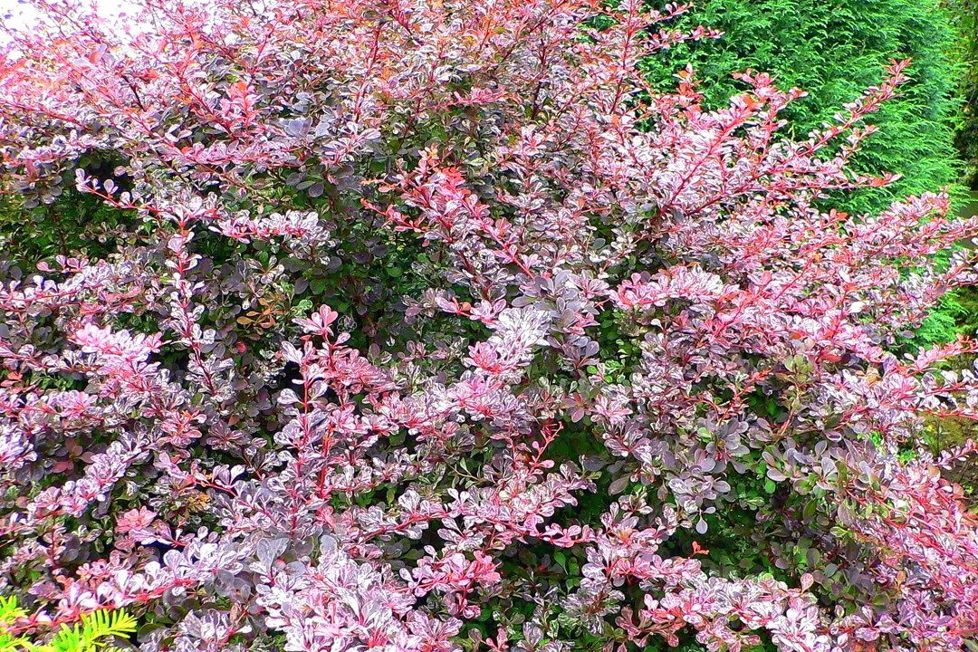 Berberys Thunberga Harlequin Berberis thunbergii C2