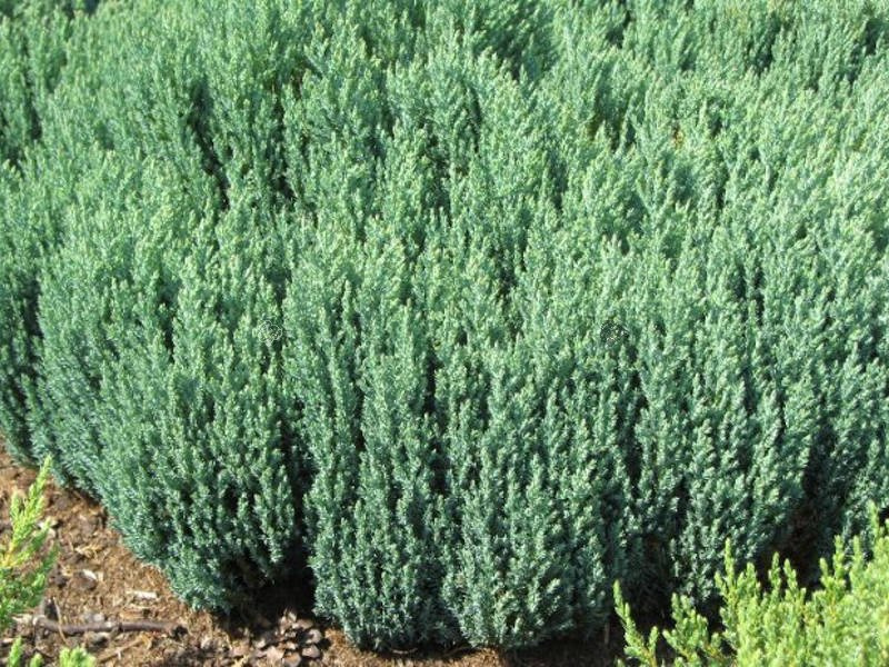 Jałowiec płożący Grey Pearl Juniperus horizontalis C2