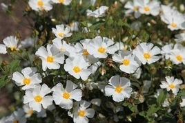 Pięciornik krzewiasty Abbotswood Potentilla fruticosa P9