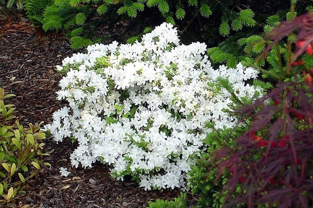 Azalia japońska Diamant Weiss Rhododendron obtusum C2