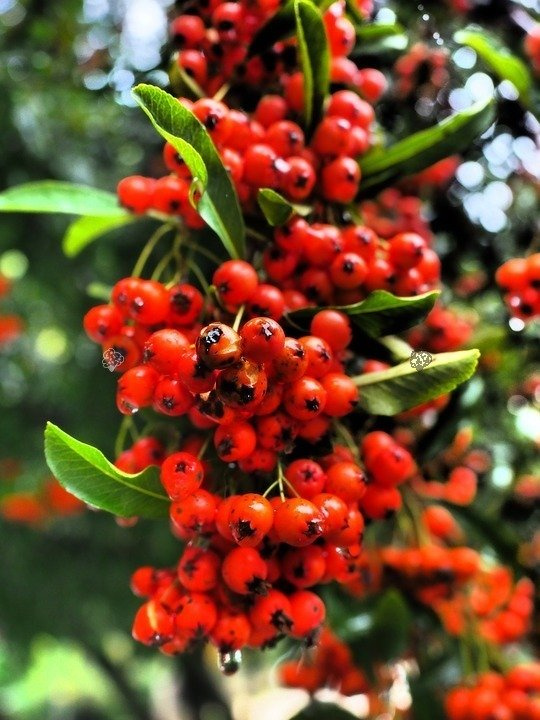 Ognik szkarłatny Kuntayi Pyracantha coccinea C2