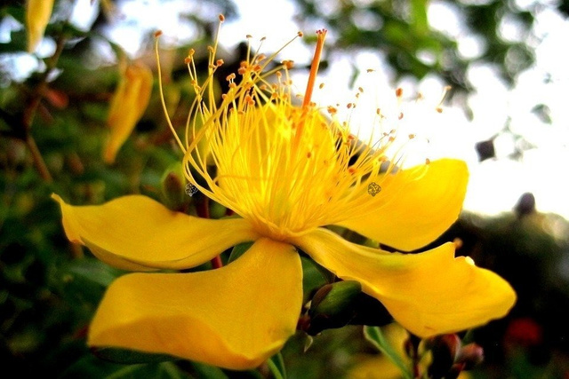Dziurawiec kielichowaty Hypericum calycinum P9