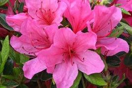Azalia japońska Madame van Hecke Rhododendron obtusum C2