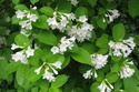Krzewuszka Candida Weigela C2