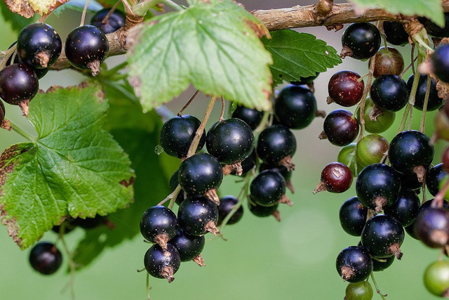 Porzeczka czarna Ribes nigrum C2