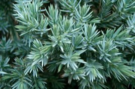 Jałowiec łuskowaty Blue Star Juniperus squamata C5