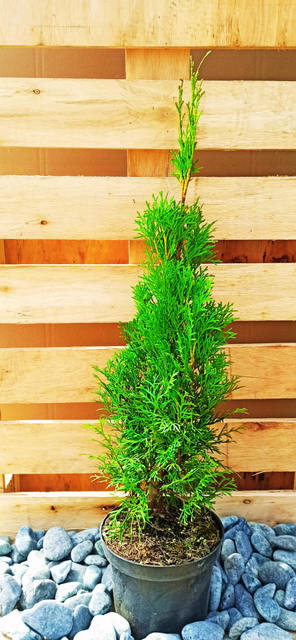 Tuja Szmaragd Thuja Smaragd occidentalis 80-90 C2