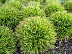 Kosmatka owłosiona Igel Luzula pilosa P9