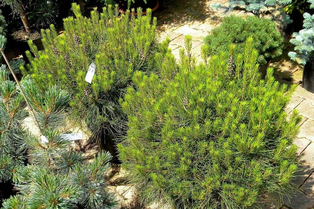 Sosna gęstokwiatowa Alice Verkade Pinus densiflora C5
