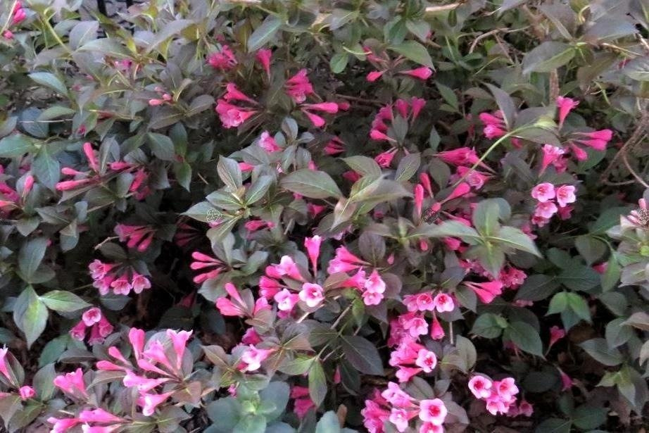 Krzewuszka cudowna Tango Weigela C2