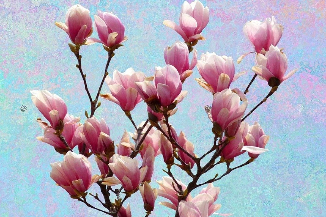 Magnolia Galaxy