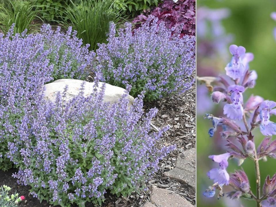Kocimiętka Faassena Nepeta faassenii P9