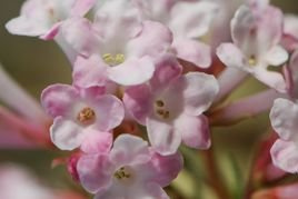 Kalina bodnantska Charles Lamont Viburnum bodnantense P9