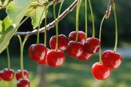 Wiśnia Kelleris Prunus cerasus