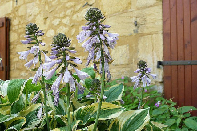 Funkia Wide Brim Hosta P13