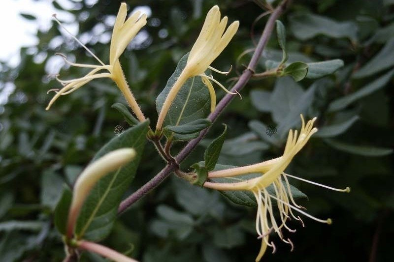 Wiciokrzew zaostrzony Lonicera acuminata P9