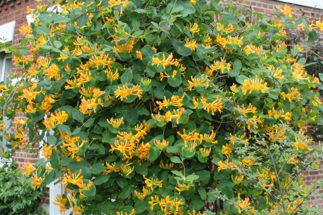 Wiciokrzew Tellmana Lonicera tellmaniana P9