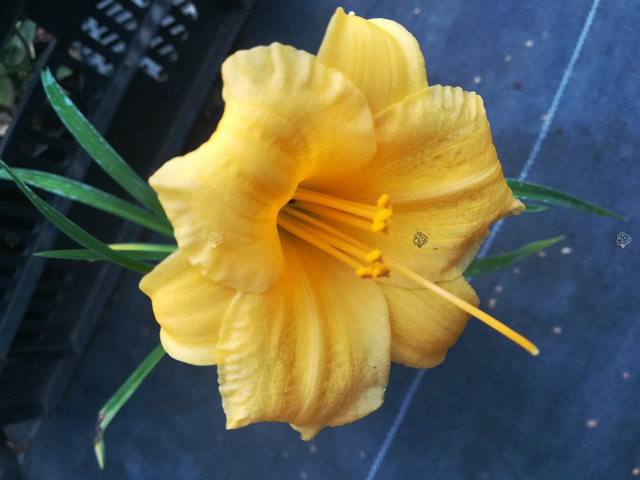 Liliowiec Stella De Oro Hemerocallis P9