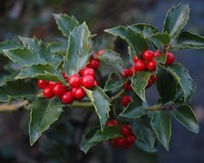 Ostrokrzew Meservy Blue Girl Ilex meserveae C3
