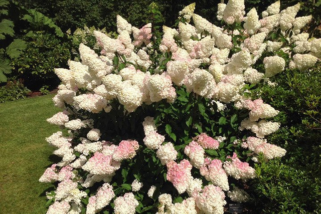 Hortensja bukietowa Vanille Fraise PBR Hydrangea paniculata C3
