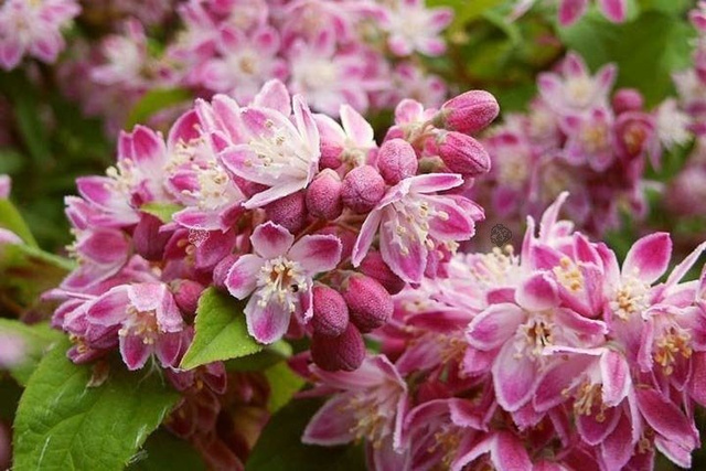 Żylistek mieszańcowy Strawberry Fields Deutzia hybrida P9