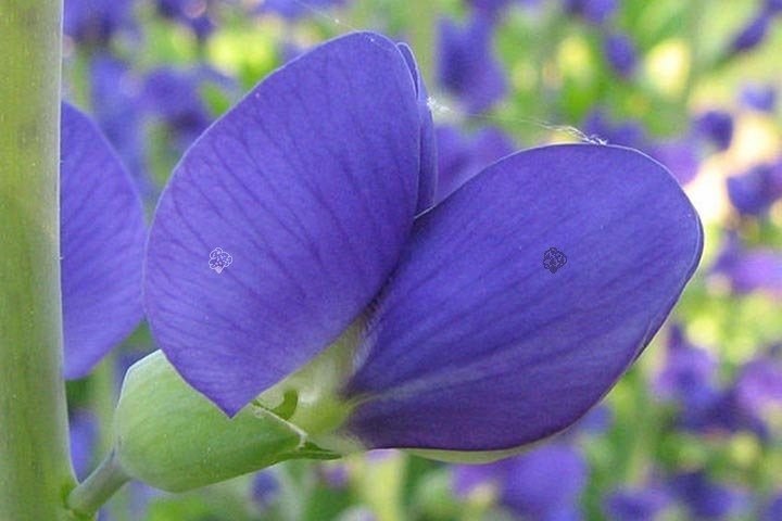 Baptysja błękitna Baptisia australis C3