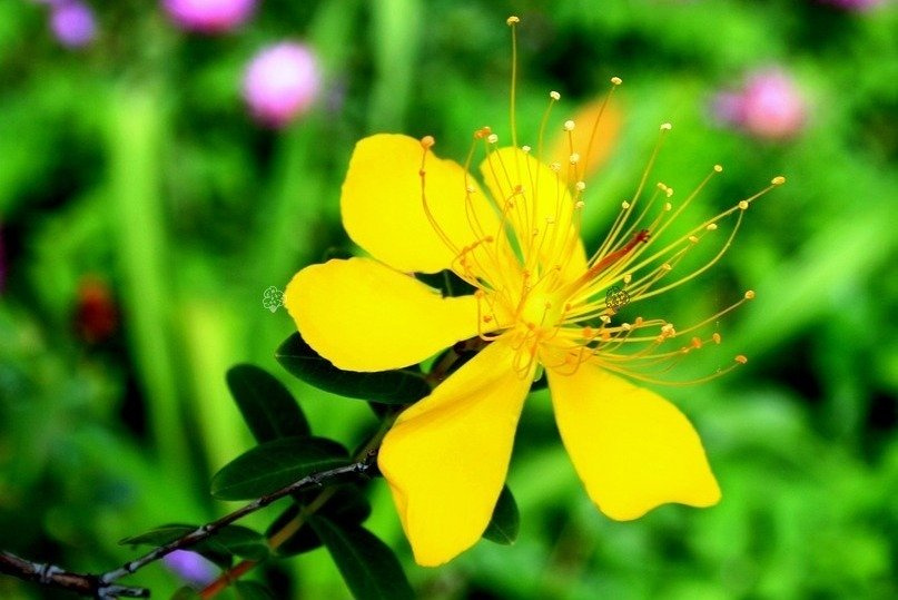 Dziurawiec kielichowaty Hypericum calycinum P9
