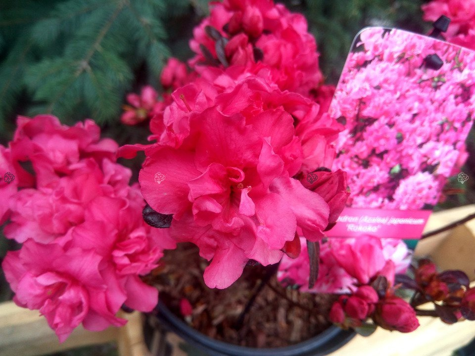 Azalia japońska Rokoko Rhododendron obtusum C2
