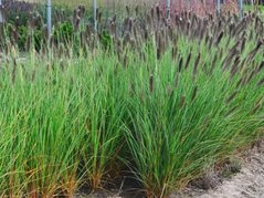 Rozplenica japońska Paul's Giant Pennisetum alopecuroides C2