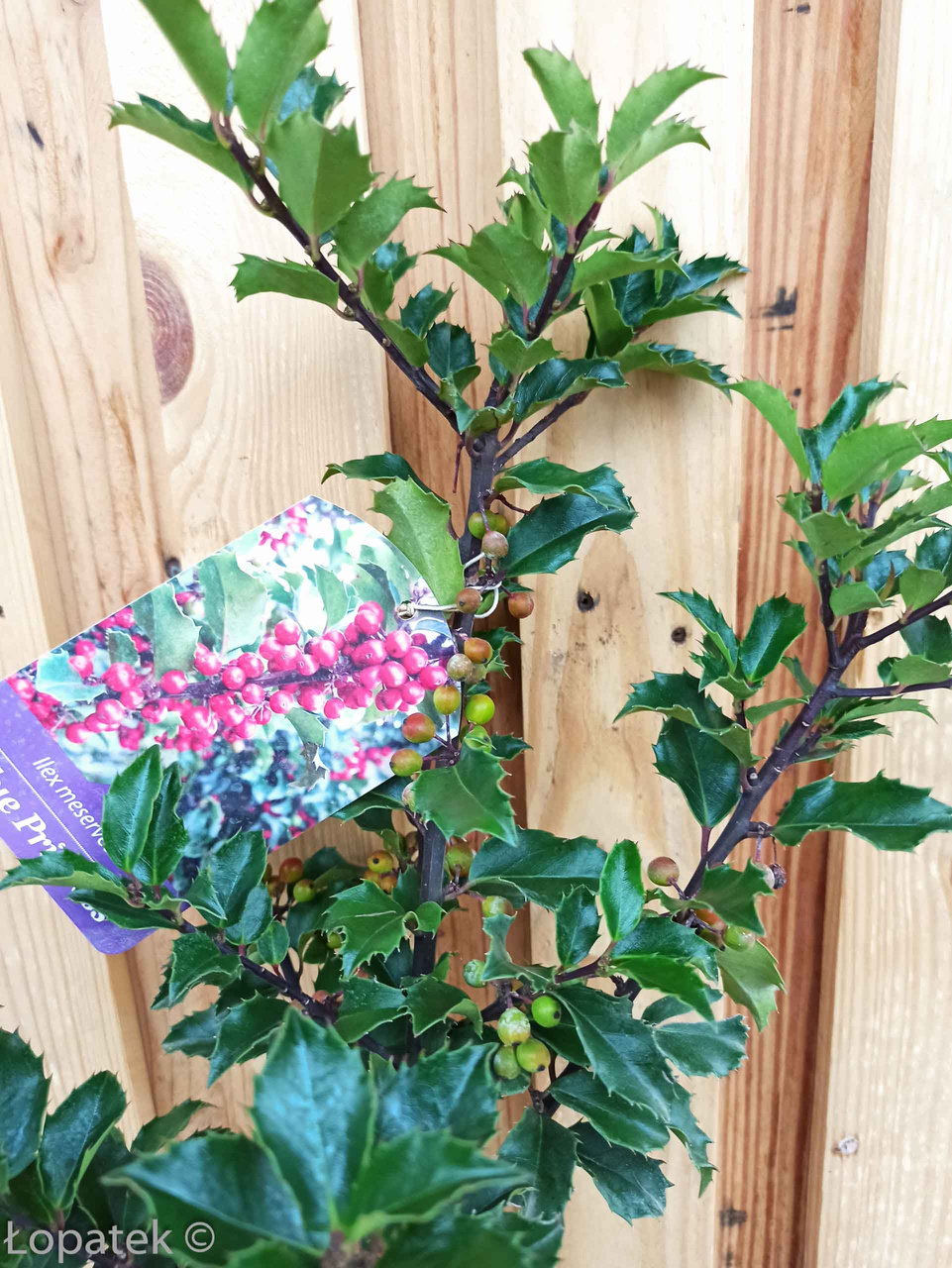 Ostrokrzew Meservy Blue Princess Ilex meserveae C2